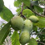 Pawpaw: Fruit maturation