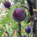 Plum: Fruit maturation