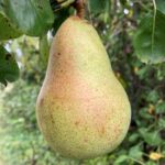 Pear: Fruit maturation