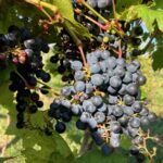 Grapes: Veraison/ Maturity