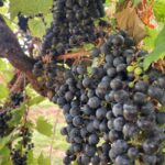 Grapes: Veraison/ Maturity