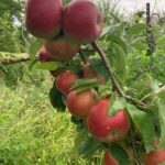 Apple (Pixie Crunch): Fruit maturation