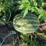 Watermelon: Mature fruit