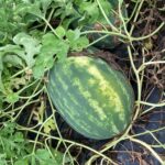 Watermelon: Mature fruit