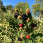 Blackberry: Mature fruit