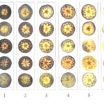 Figure 1. Chart showing starch pattern index. Fruit with a rating of 0 have a lot of starch which is stained black by iodine. Fruit with a rating of 6 have had virtually all their starch converted to soluble sugars, so are more ripe and sweet.