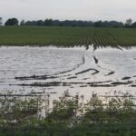 The Ag Climate Dashboard offers tools to help monitor extreme weather events in addition to crop growth, pest threats and climate anomalies. (Agricultural Communications)