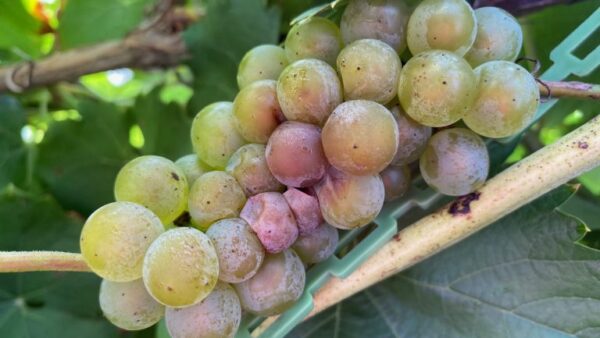 Late season disease management in grapes