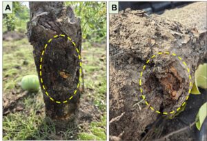 Figure 2. Examples of dogwood borer caterpillar injury to apple trees. Repeated years of infestation leads to obvious, severe injury and girdling of trees (A), while early infestations may not be as obvious, but note presence of reddish, sawdust-like frass (B). Photos: E. Y. Long