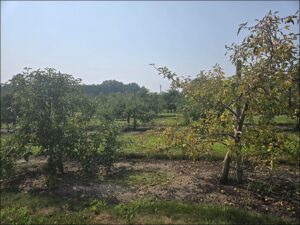 Figure 3. A healthy apple tree (left) versus an apple tree in decline (right) due to repeated years of infestation by dogwood borer caterpillars. Photo: E. Y. Long