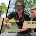 Extension specialist Laura Ingwell shows attendees the effects of pest damage on crops.