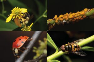 Fig. 2. Examples of insects you might document. Bumble bees (top left) are important pollinators. Aphids (top right) can be problematic pests when numbers are high. Lady beetles (bottom left) can be beneficial insects that help control pests like aphids. Hoverflies (bottom right) might be confused for bees at first but also serve as pollinators as well as important predators of pests. Photos by A. Johnston.