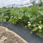 Blooming and fruit set of strawberry plants grown on a plasticulture system