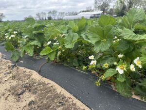 Blooming and fruit set of strawberry plants grown on a plasticulture system