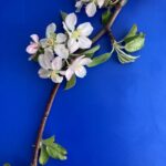 Apple (Goldrush): Bloom