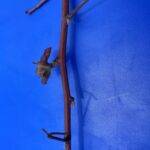 Blackberry: Bud burst/ 1” shoots