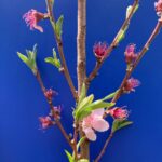 Peach: Bloom/ petal fall