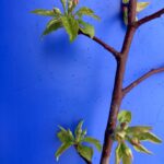 Apple (Goldrush): Tight Cluster/ Pink