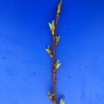 Peach: Half-inch Green