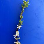 Plum: Bloom