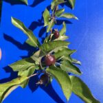 Apple (Goldrush): Maturation