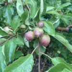 Apple (Goldrush): Maturation