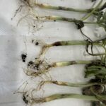 Figure 2. Dead watermelon seedlings were likely affected by multiple factors. Cucumber beetle feeding damage was observed on nearly all stems (photo: Wenjing Guan)