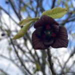 Pawpaw: Bloom