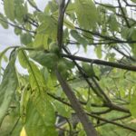 Pawpaw: Fruit set