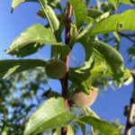 Peach: Maturation