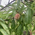Peach: Maturation