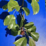Pear: Maturation