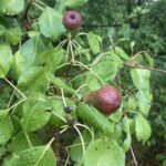 Pear: Maturation