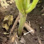 Figure 1. Cucumber beetle damage watermelon seedlings (photo: Wenjing Guan)