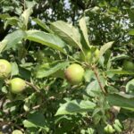 Apple (Goldrush): Maturation