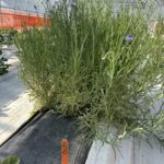 stems