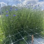 Centaurea ‘Florist Blue Boy’