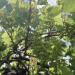 Grapes: Buckshot berries