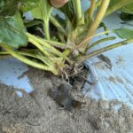 . Newly developed branch crowns