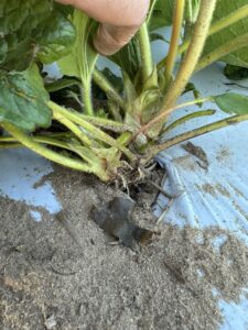 . Newly developed branch crowns 