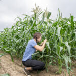 Laura Ingwell scouting a crop of corn