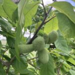 Pawpaw: Maturation