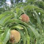 Peach: Maturation