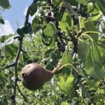 Pear: Maturation