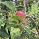 Apple (Pixie crunch): Maturation
