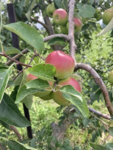 Apple (Pixie crunch): Maturation