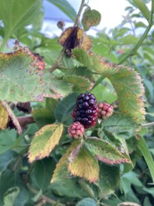 Blackberry: Maturation/ mature fruit