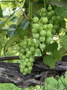 Grapes: Berry touch