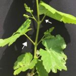 leaves