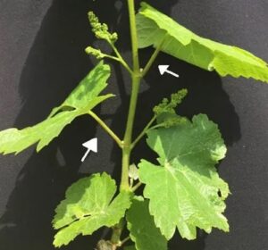 leaves